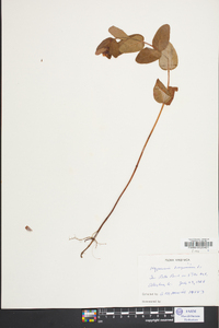 Hypericum virginicum image