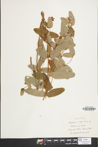 Hypericum virginicum image