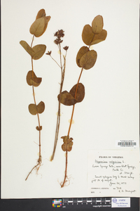 Hypericum virginicum image