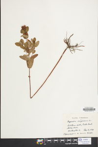 Hypericum virginicum image