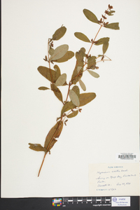 Hypericum walteri image