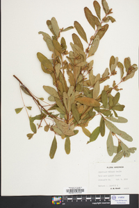 Hypericum walteri image