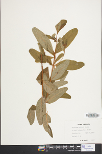 Hypericum walteri image