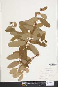 Hypericum walteri image