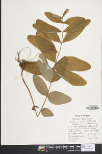 Hypericum walteri image