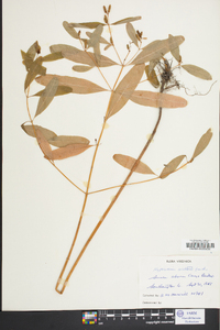 Hypericum walteri image