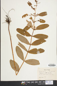 Hypericum walteri image