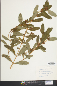 Hypericum walteri image