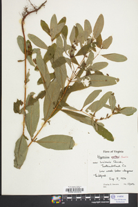 Hypericum walteri image