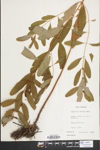 Hypericum walteri image