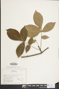 Carya pallida image