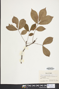 Carya pallida image