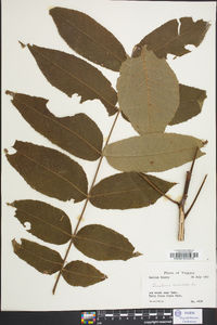 Juglans cinerea image