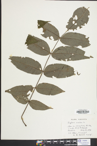 Juglans cinerea image