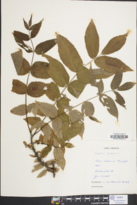 Juglans cinerea image