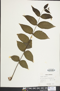 Juglans cinerea image