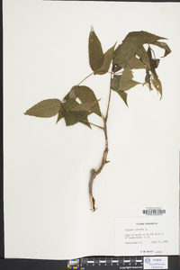 Juglans cinerea image