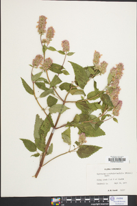 Agastache scrophulariifolia image