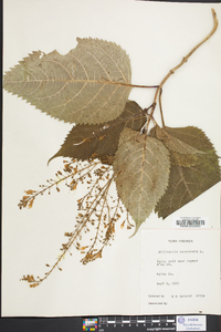 Collinsonia canadensis image