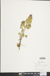 Lamium purpureum image