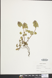 Lamium purpureum image