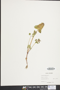 Lamium purpureum image