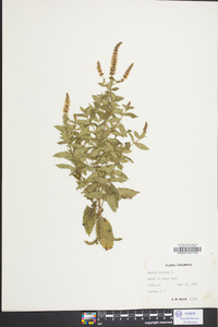 Mentha spicata image