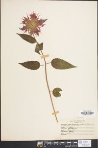 Monarda didyma image