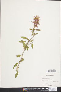 Monarda punctata image