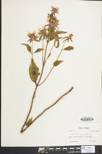 Monarda punctata image