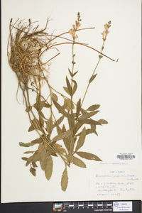 Stachys hyssopifolia image