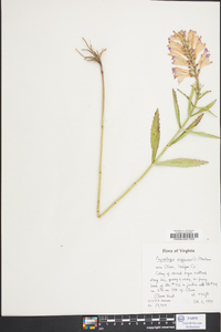 Physostegia virginiana image