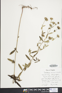 Pycnanthemum flexuosum image