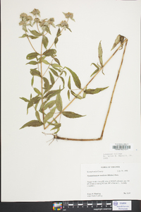 Pycnanthemum muticum image