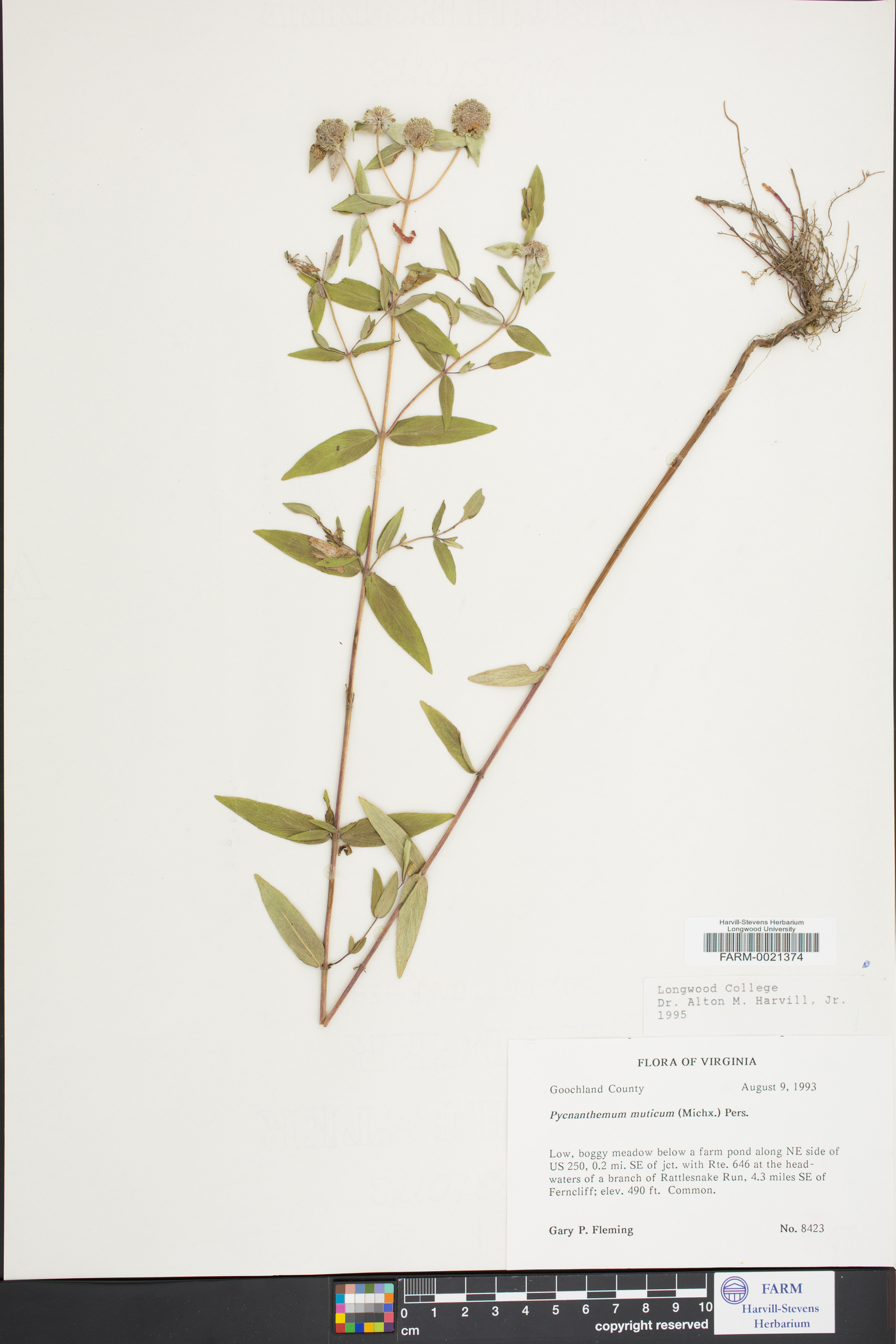 Pycnanthemum muticum image