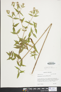 Pycnanthemum muticum image