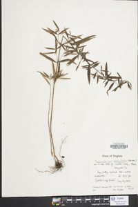 Pycnanthemum verticillatum image