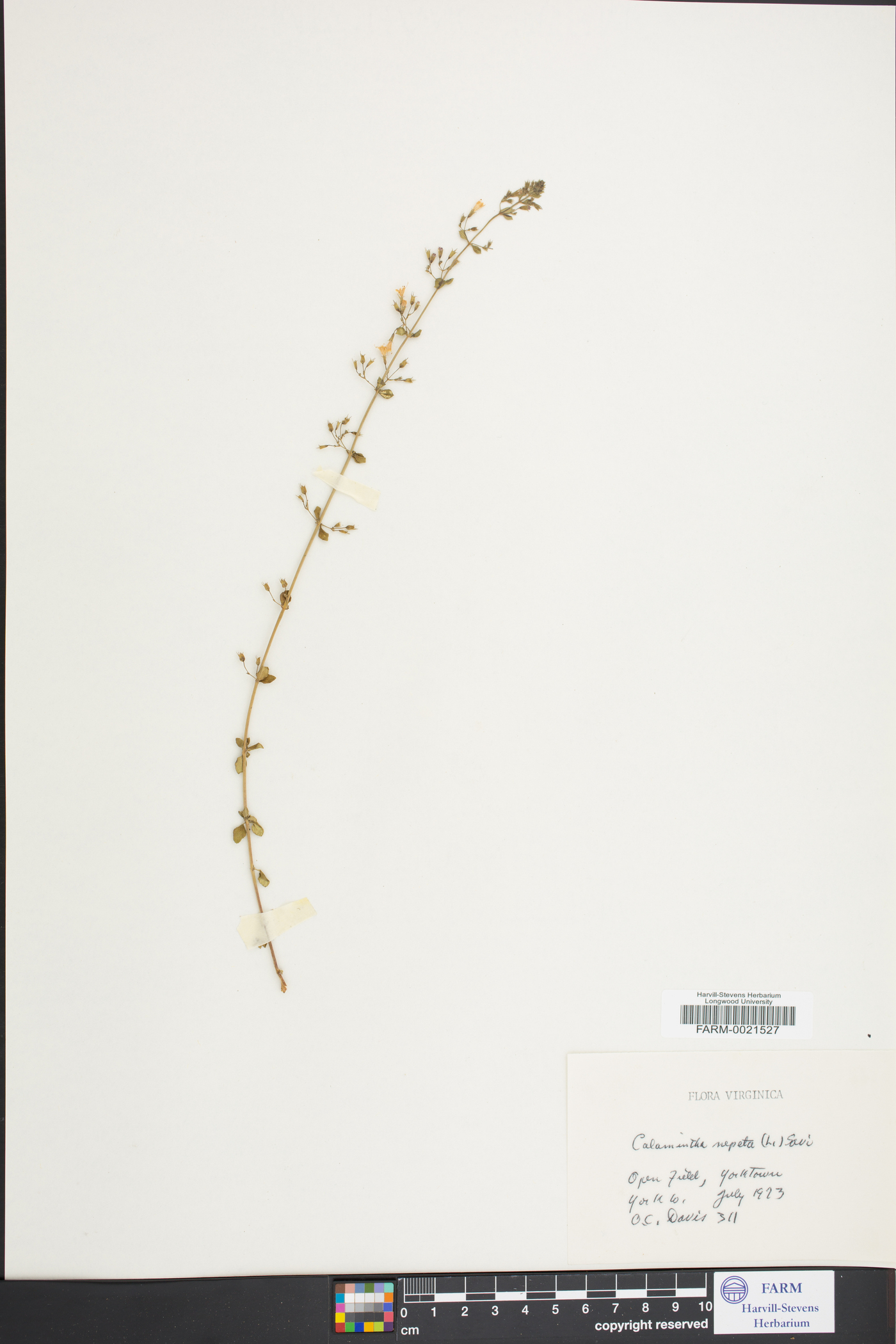 Satureja nepeta image