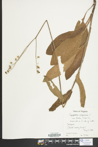 Cynoglossum virginianum image