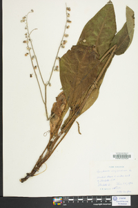 Cynoglossum virginianum image