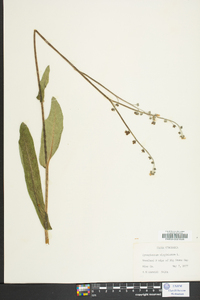 Cynoglossum virginianum image