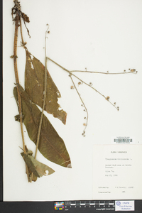 Cynoglossum virginianum image