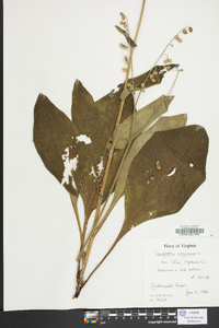 Cynoglossum virginianum image