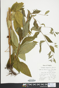 Hackelia virginiana image