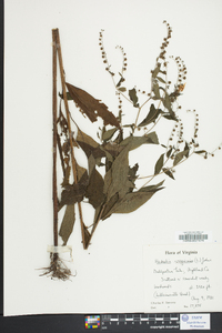 Hackelia virginiana image