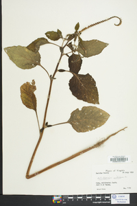 Heliotropium indicum image