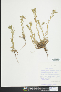 Buglossoides arvensis image