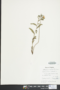 Lithospermum canescens image