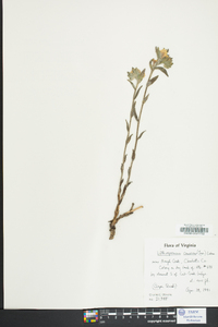 Lithospermum canescens image