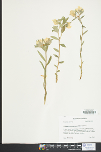 Lithospermum canescens image